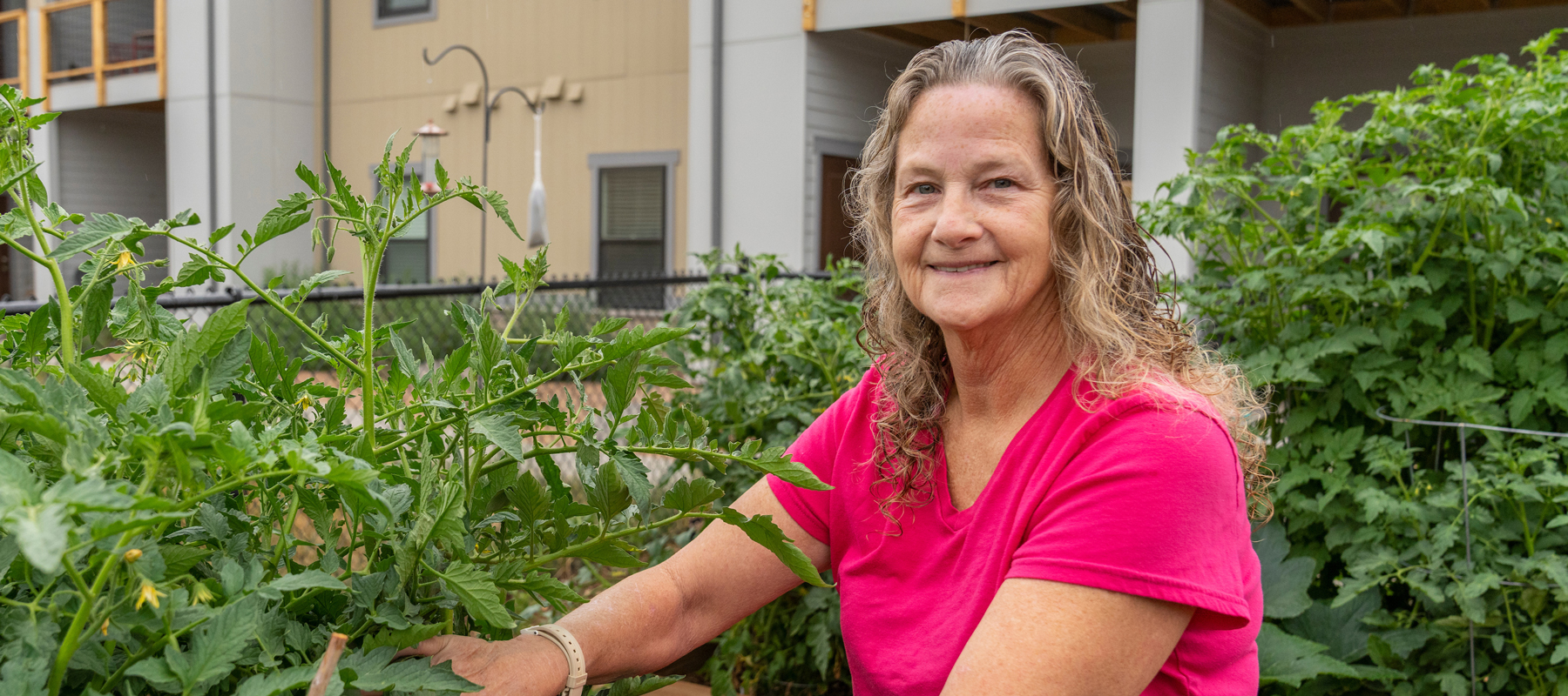 A woman tending to tomatoes in a community garden.