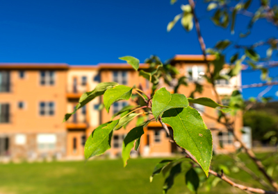 A tree branch obscuring a multifamily building.